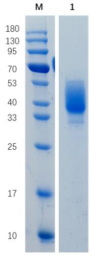 Reducing 12% SDS-PAGE analysis profile of purified MSLN-his (CBB stained).